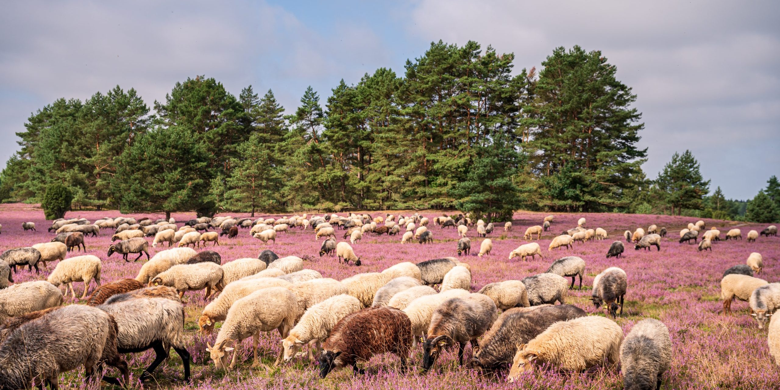 Hermannsburg_Misselhorner Heide Heideschnucken Heidebluete_ccbysa_MarTiem_20210825_05